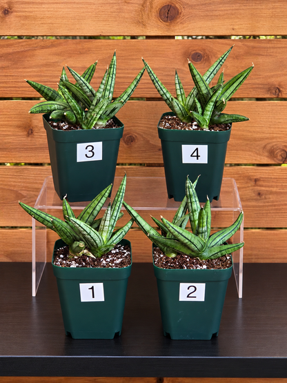 Sansevieria 'Fatman' – Unusual Growth – Fully Rooted in 4" Pot – USA Seller
