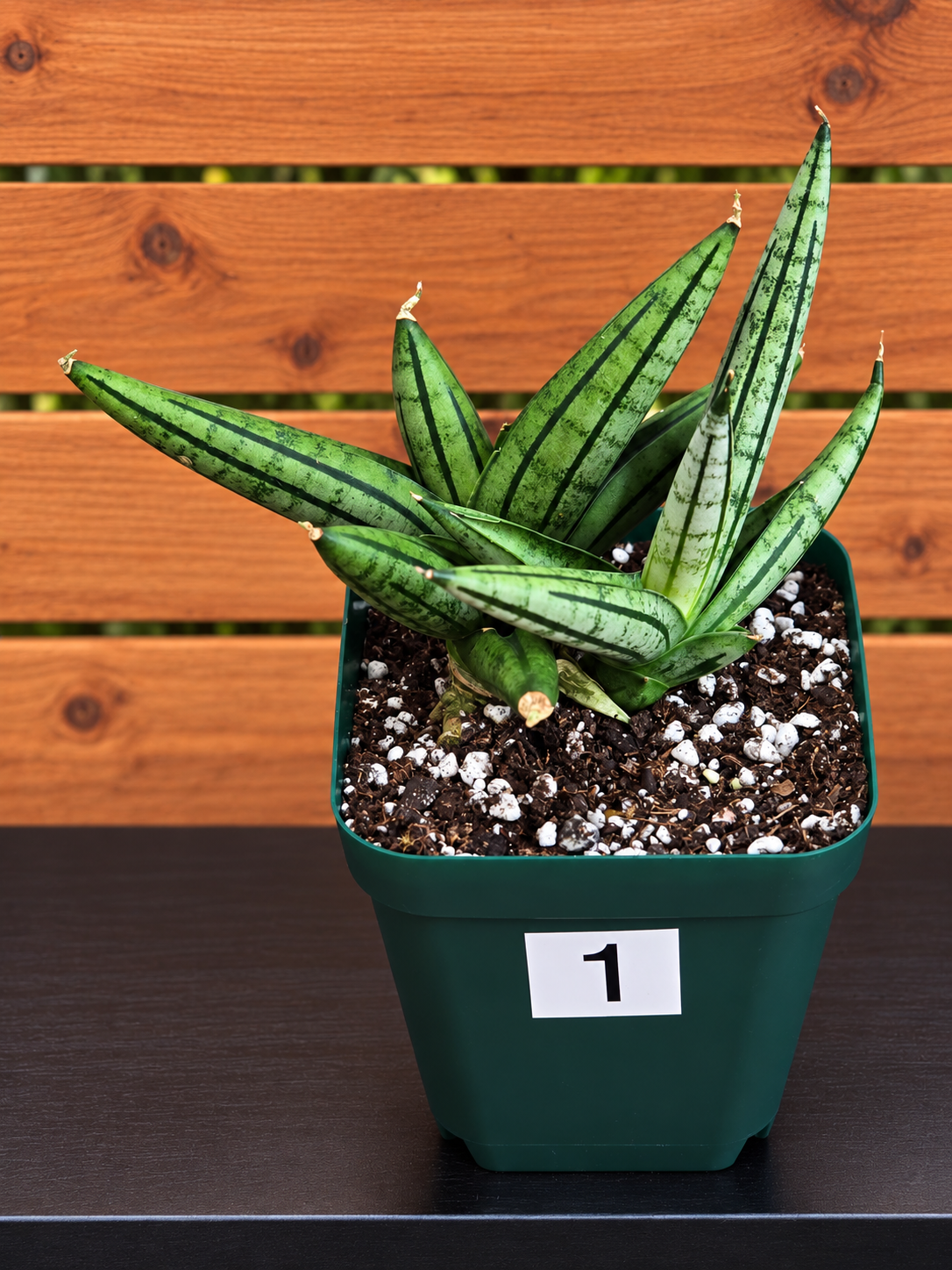 Sansevieria 'Fatman' – Unusual Growth – Fully Rooted in 4" Pot – USA Seller