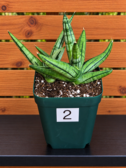 Sansevieria 'Fatman' – Unusual Growth – Fully Rooted in 4" Pot – USA Seller