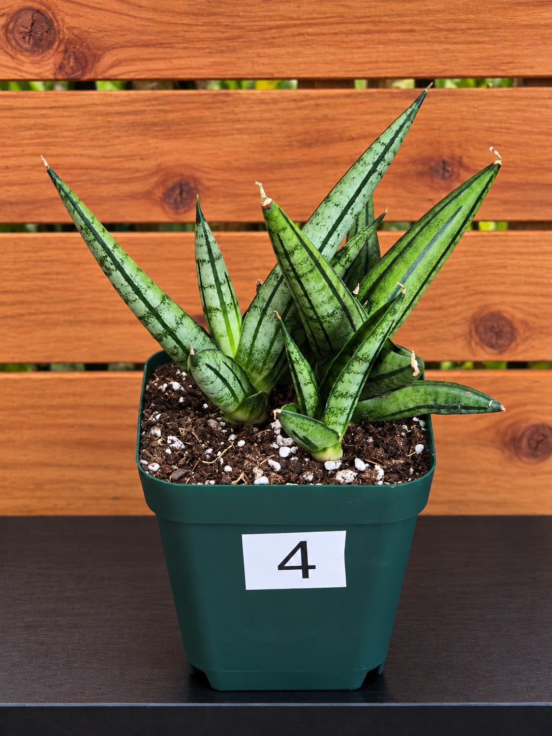 Sansevieria 'Fatman' – Unusual Growth – Fully Rooted in 4" Pot – USA Seller