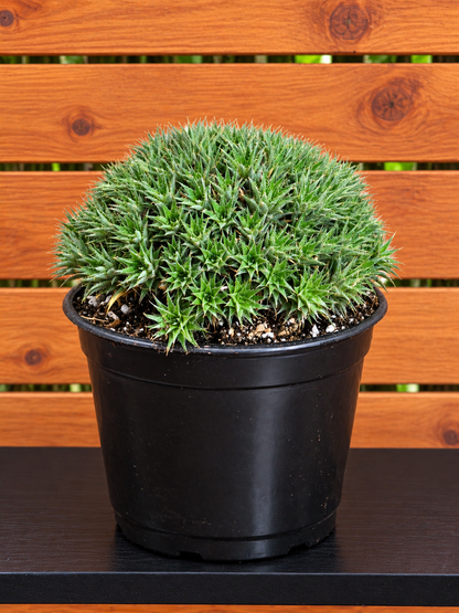 Deuterocohnia Brevifolia Argentina Ball RARE Specimen 6" in Diameter