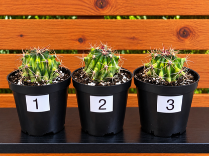 Variegated Fire Barrel Cactus | RARE & Unusual | in 3.5" Pot