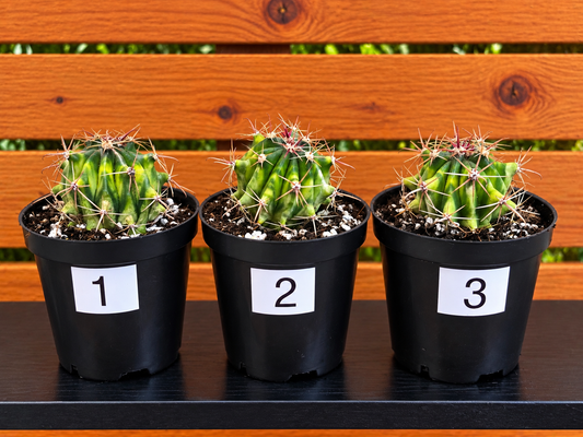 Variegated Fire Barrel Cactus | RARE & Unusual | in 3.5" Pot