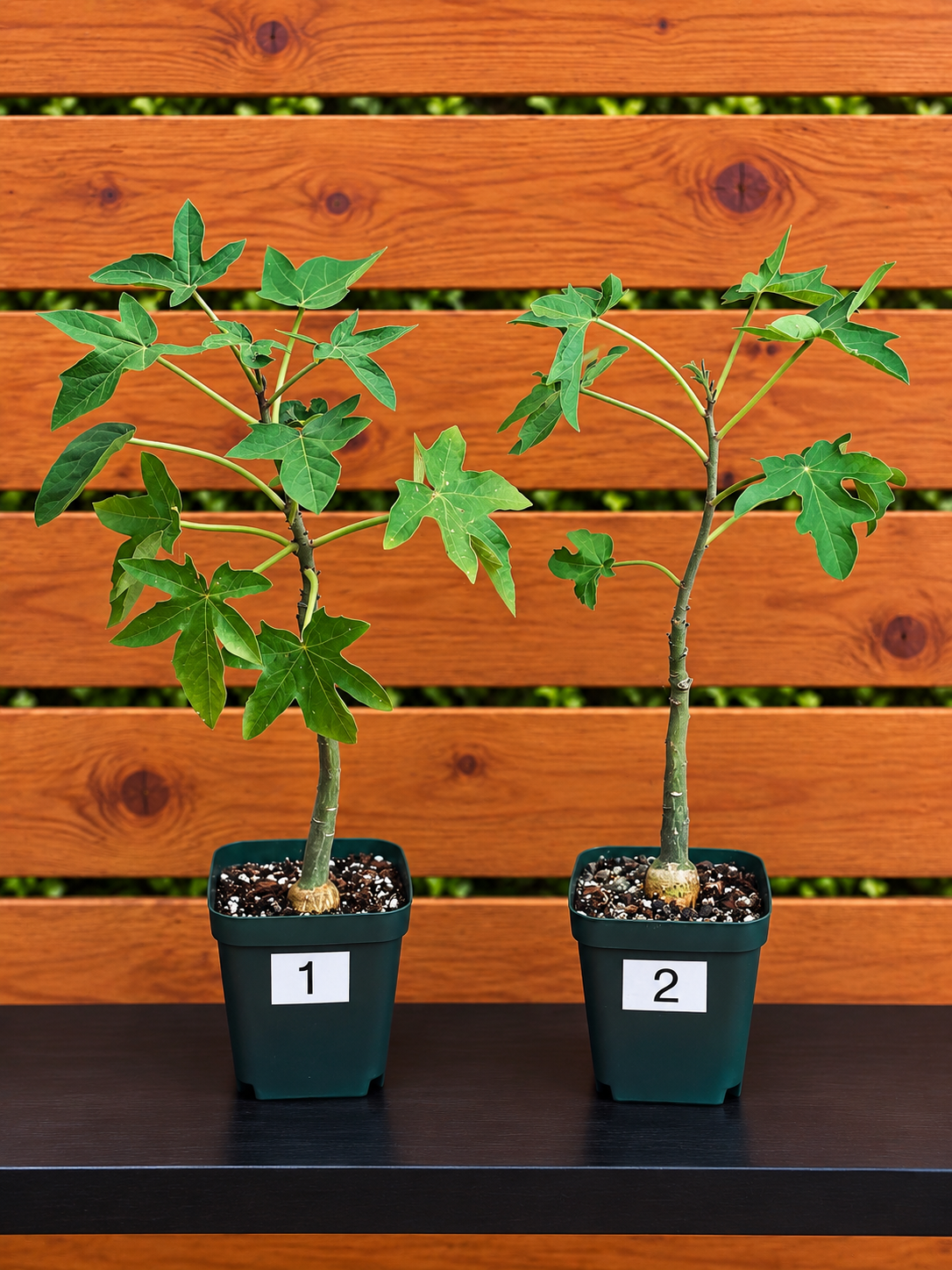 Adenia Volkensii | Caudex Succulent Tree | 2 Options