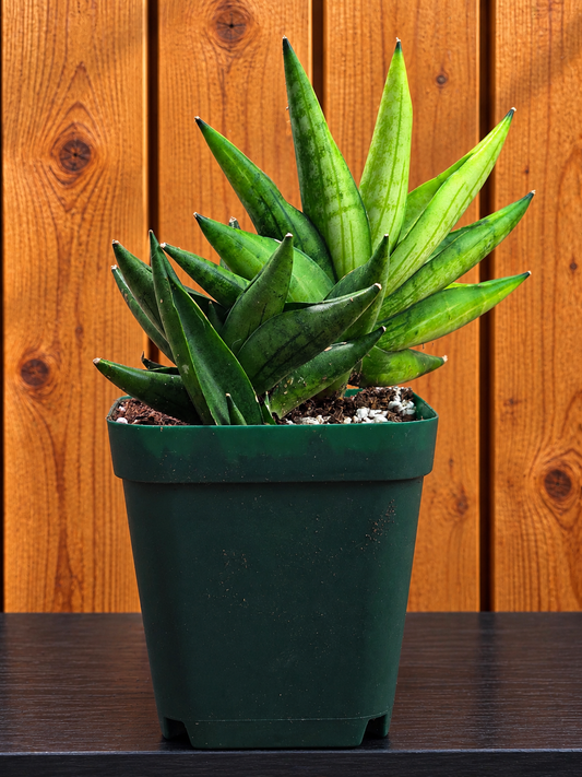Sansevieria Boncel Swirl RARE 4 Inch Pot Growth Clumps