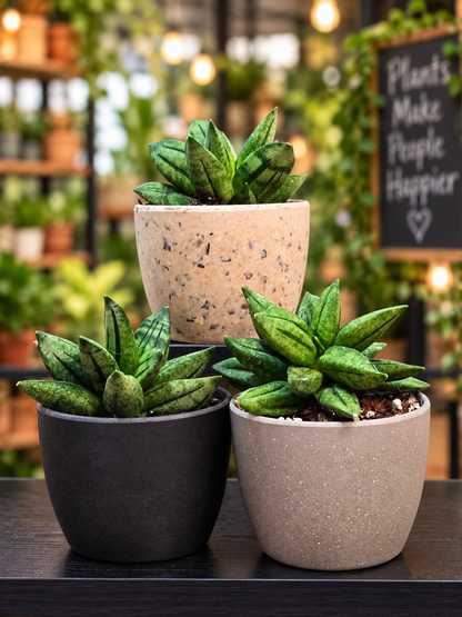 Sansevieria Hybrid Pyramid SUPER RARE Plant in 3" Kanso Designs Pot | 3 Colors