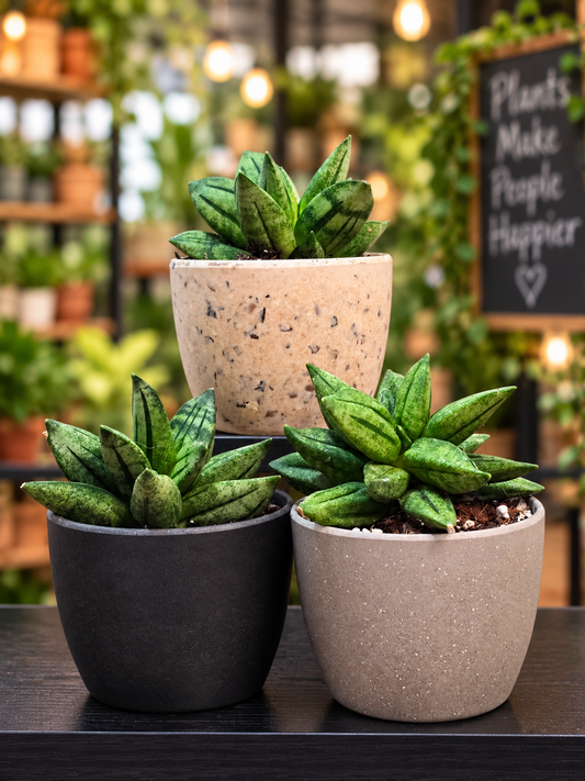 Sansevieria Hybrid Pyramid SUPER RARE Plant in 3" Kanso Designs Pot | 3 Colors