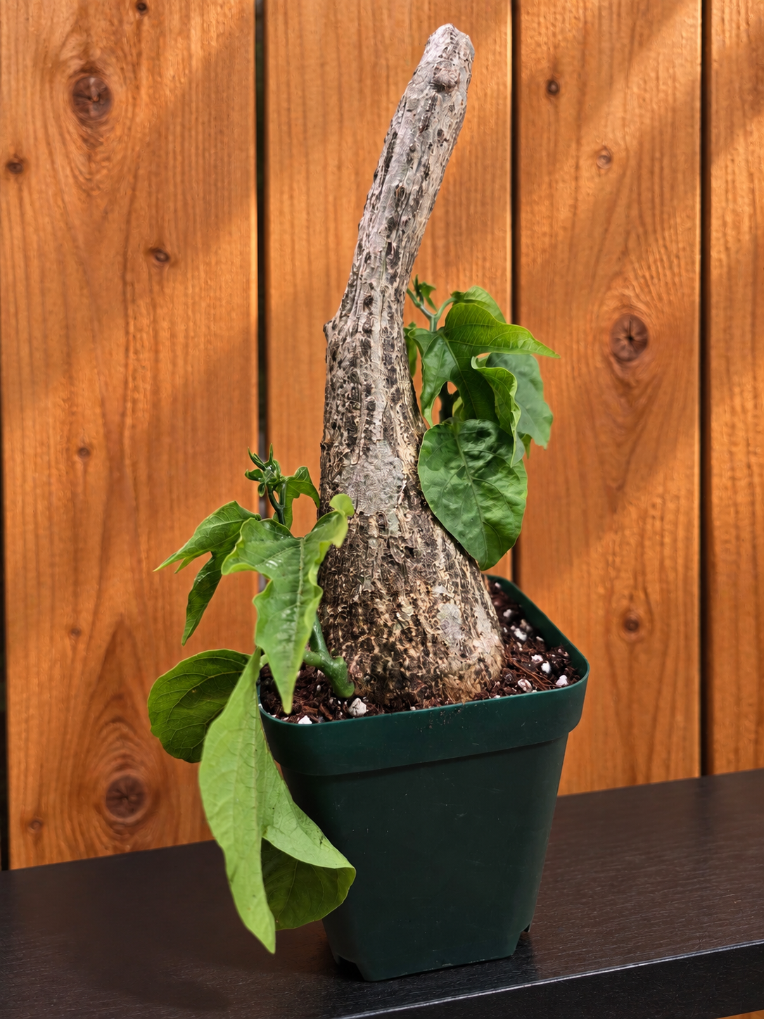Adenia Viridiflora Craib Tree Bulb | RARE Caudex | Ideal for Bonsai | USA Seller