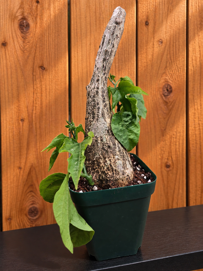 Adenia Viridiflora Craib Tree Bulb | RARE Caudex | Ideal for Bonsai | USA Seller