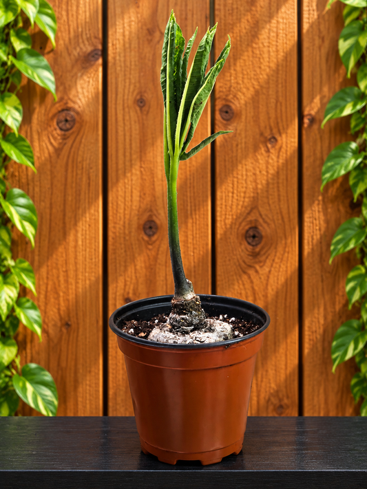 Amorphophallus Voodoo Lily Paeoniifolius "Peony Leaf" | 2 Options | Bare Bulb