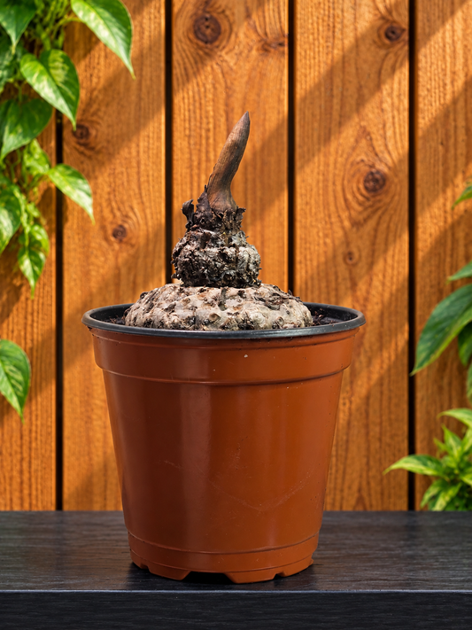 Amorphophallus Voodoo Lily Paeoniifolius "Peony Leaf" | 2 Options | Bare Bulb