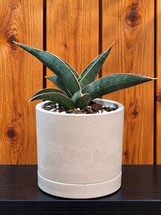 Sansevieria Pinguicula RARE Short Leaf 'Walking Plant' in 3.5" Kanso Designs Pot