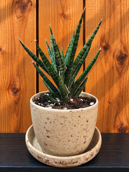 Sansevieria Rare Bunlue Torch in Kanso Designs 3" Pot with Saucer | 2 Options