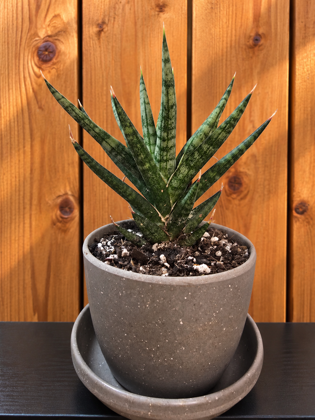 Sansevieria Rare Bunlue Torch in Kanso Designs 3" Pot with Saucer | 2 Options
