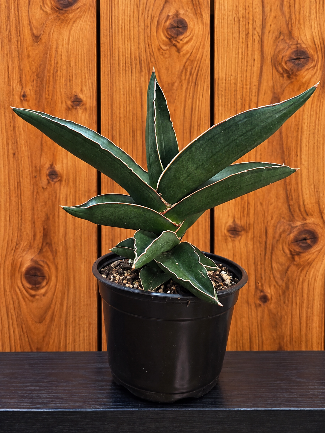 Sansevieria Towering Samurai | RARE - Live | 12 Leaf Points | Bare Root Ship