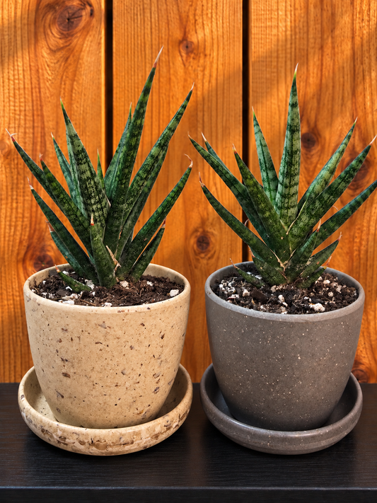 Sansevieria Rare Bunlue Torch in Kanso Designs 3" Pot with Saucer | 2 Options