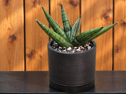 Sansevieria Rookie in 3.5" Kanso Designs Black Pot with Saucer