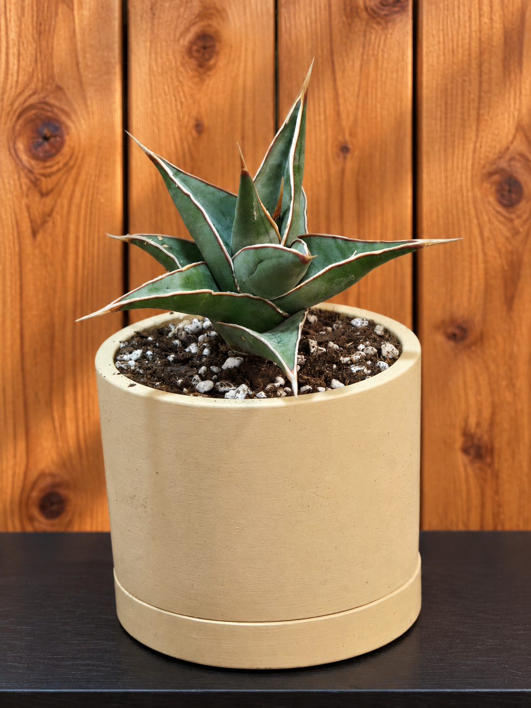 Sansevieria Pinguicula RARE Short Leaf 'Walking Plant' in 3.5" Kanso Designs Pot