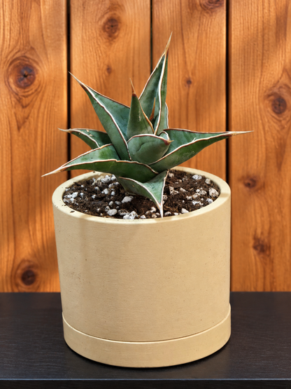 Sansevieria Pinguicula RARE Short Leaf 'Walking Plant' in 3.5" Kanso Designs Pot