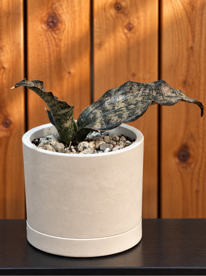 Sansevieria Coppertone | RARE | 3.5" Kanso Designs Pot With Saucer