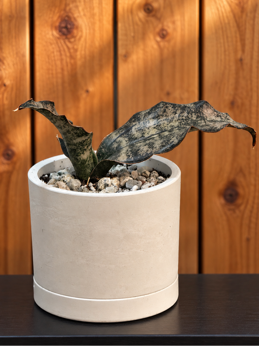 Sansevieria Coppertone | RARE | 3.5" Kanso Designs Pot With Saucer