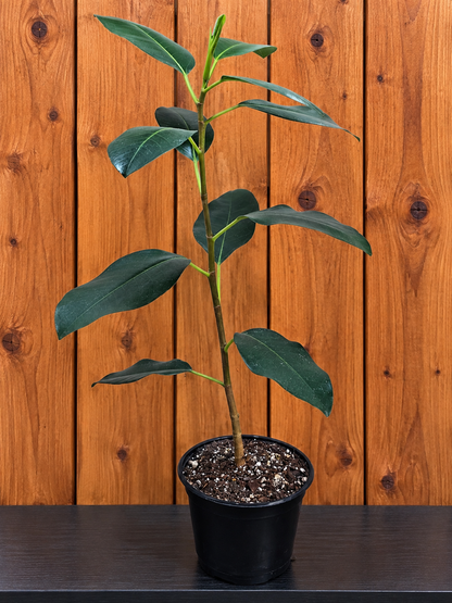 Ficus Watkinsiana | Uncommon Variety | Ships Bare Root