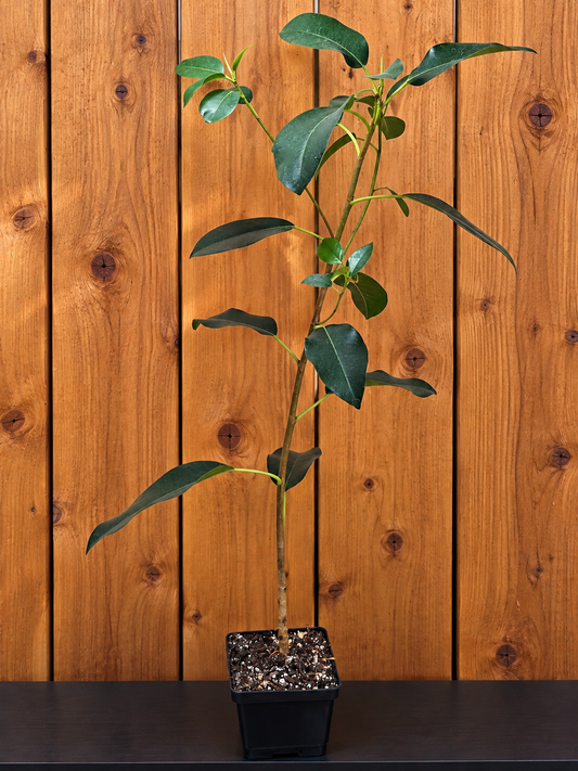 Ficus Obliqua RARE Live Tree - Shipped Bare Root