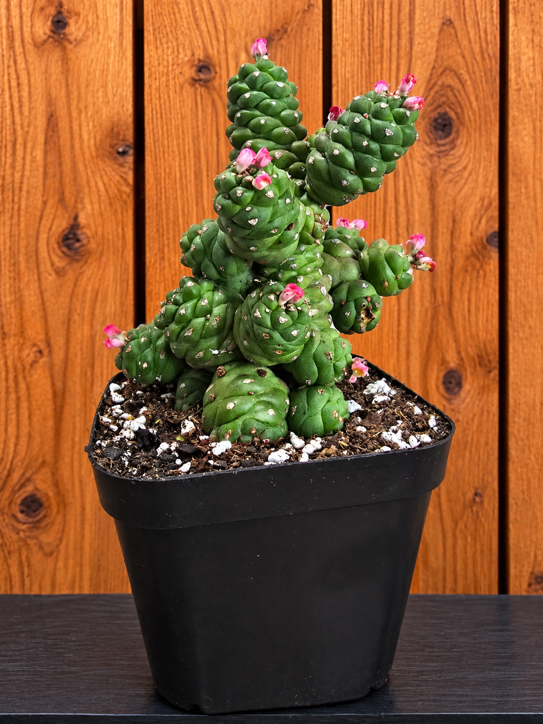 Euphorbia Monadenium Ritchiei | Rare Succulent Plant | 4" pot