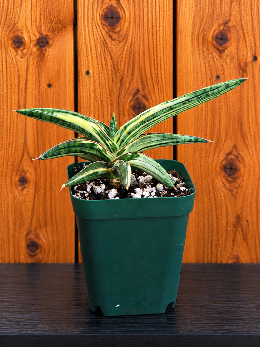 Sansevieria RARE 'Blue Clone' Variegated Plant Houseplant in 4"Pot