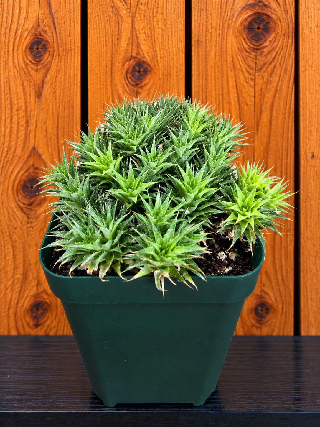 Deuterocohnia Brevifolia 'Argentine Ball' | RARE Succulent | in 4" Pot
