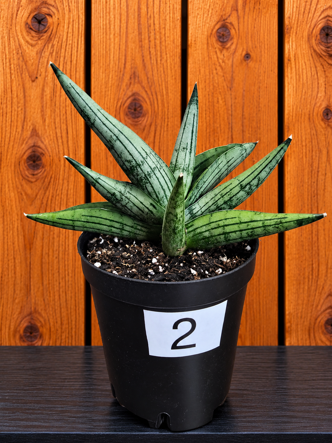 Sansevieria Dracaena Rookie RARE Hybrid 3.5" Pot