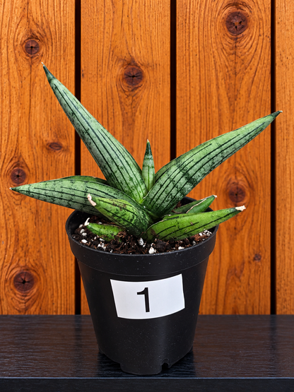 Sansevieria Dracaena Rookie RARE Hybrid 3.5" Pot