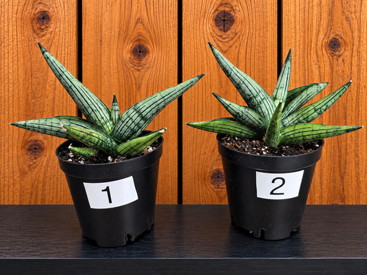 Sansevieria Dracaena Rookie RARE Hybrid 3.5" Pot