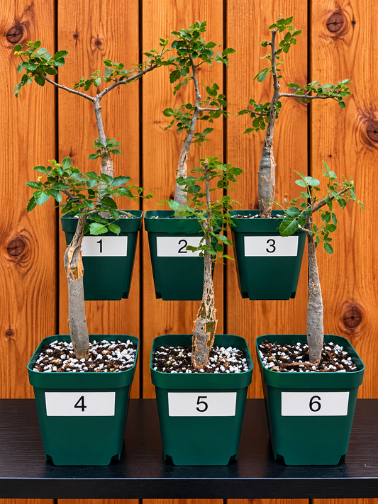 Bursera Fagaroides - Mexican Frankincense Bursera - In 4" Pot