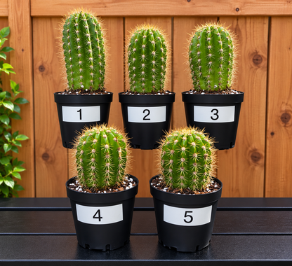 Grandiflora Trichosereus Sun Goddess Cactus Fully Rooted | Five Options
