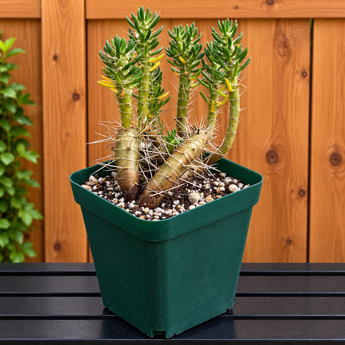 Maihueniopsis Poeppigii RARE Cactus Plant in 4" Pot