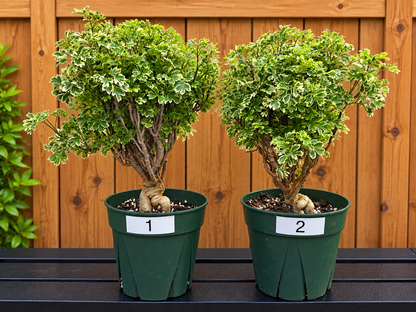 Ming Aralia Variegated | Bonsai | Polyscias Fruticosa | Live Plant In 6" Pot