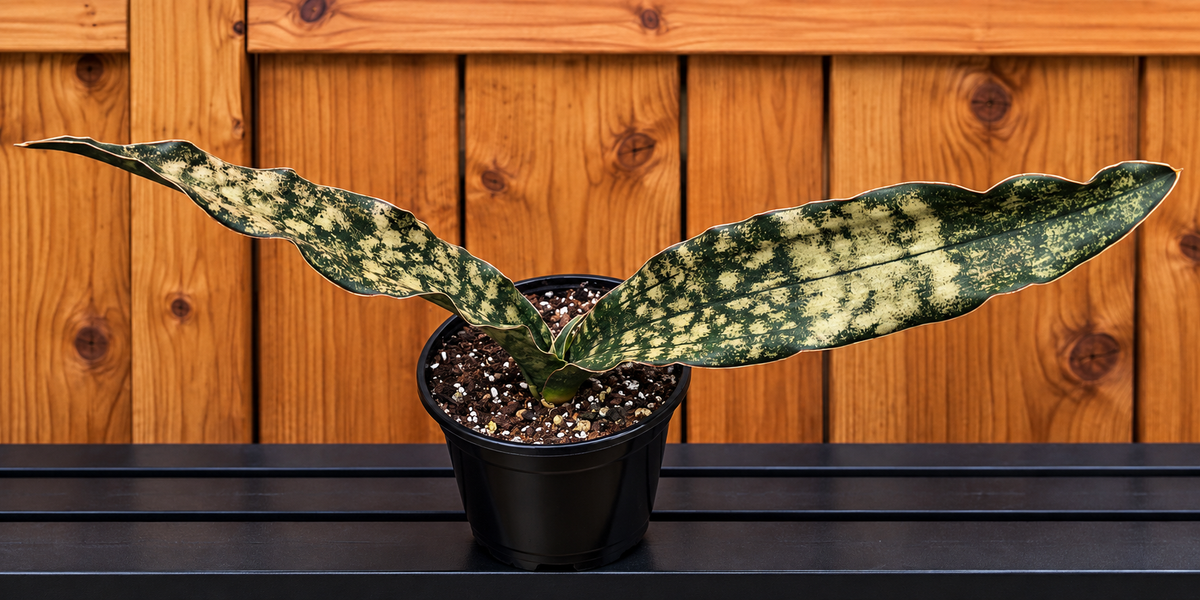 Sansevieria Dracaena "Coppertone" Snake Plant | 18"Wide Tip2Tip | Ship Bare Root