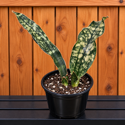 Sansevieria Dracaena "Coppertone" Snake Plant | 11" & 12" Leafs | Ship Bare Root