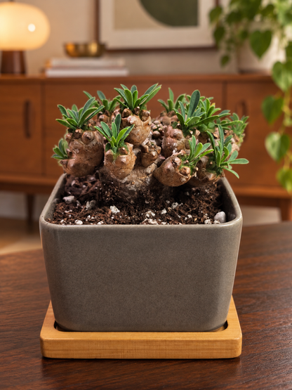 Euphorbia Japonica Small Cluster | Live RARE Plant | With Square Pot and Saucer