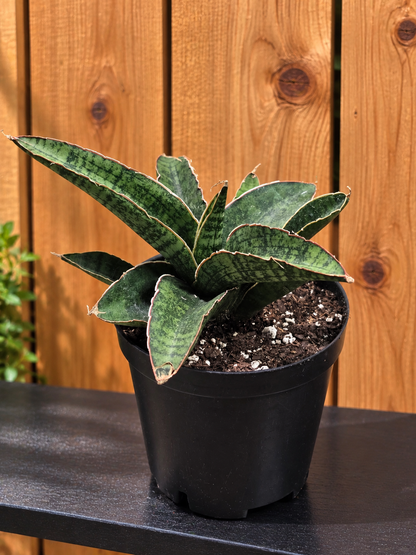 Sansevieria Dracaena "Lady Gaga" RARE Hybrid Variety in 3.5" Pot
