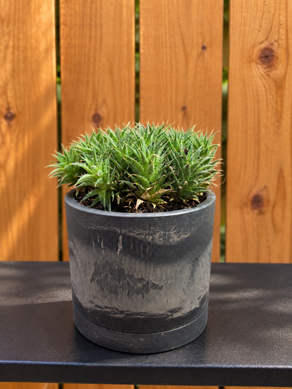 Deuterocohnia Brevifolia Argentina Ball RARE in 3.5" Gray Kanso Pot w/ Saucer
