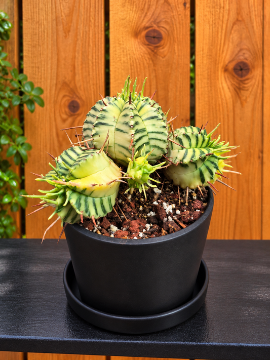 Euphorbia Meloformis Variegated - Healthy - In 3" Kanso Designs Pot w/ Saucer
