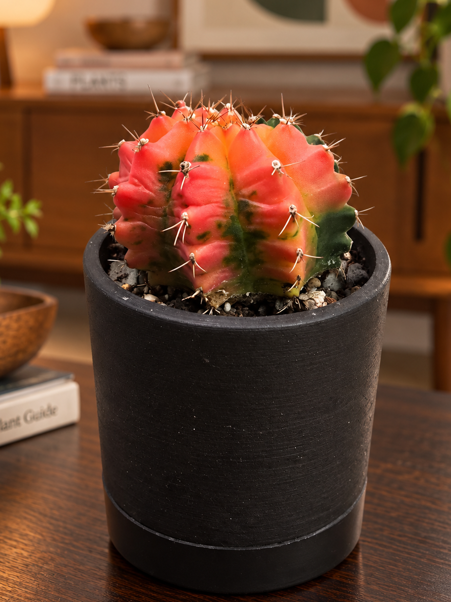 A small cactus with bright pink and orange-red flowers, potted in a matte black planter, sitting on a dark wooden table in a cozy, warmly lit room.
