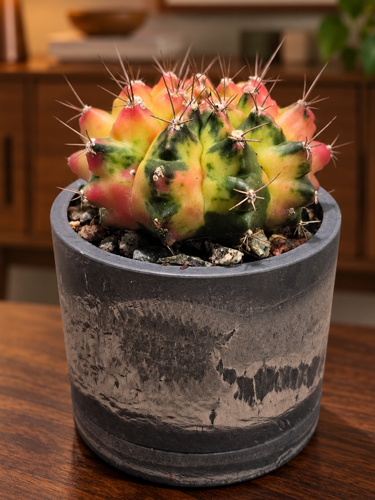 Gymnocalycium RARE Colorful Variegated Cactus - 3.5" Kanso Designs Pot