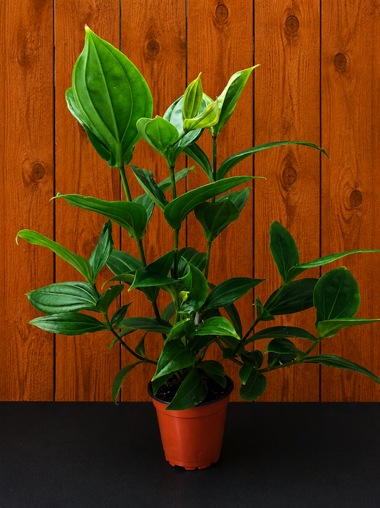 Medinilla Myriantha - Malaysian Orchid - 16" Tall x 15" Wide - Bare Root Ship