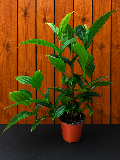 Medinilla Myriantha - Malaysian Orchid - 16" Tall x 15" Wide - Bare Root Ship