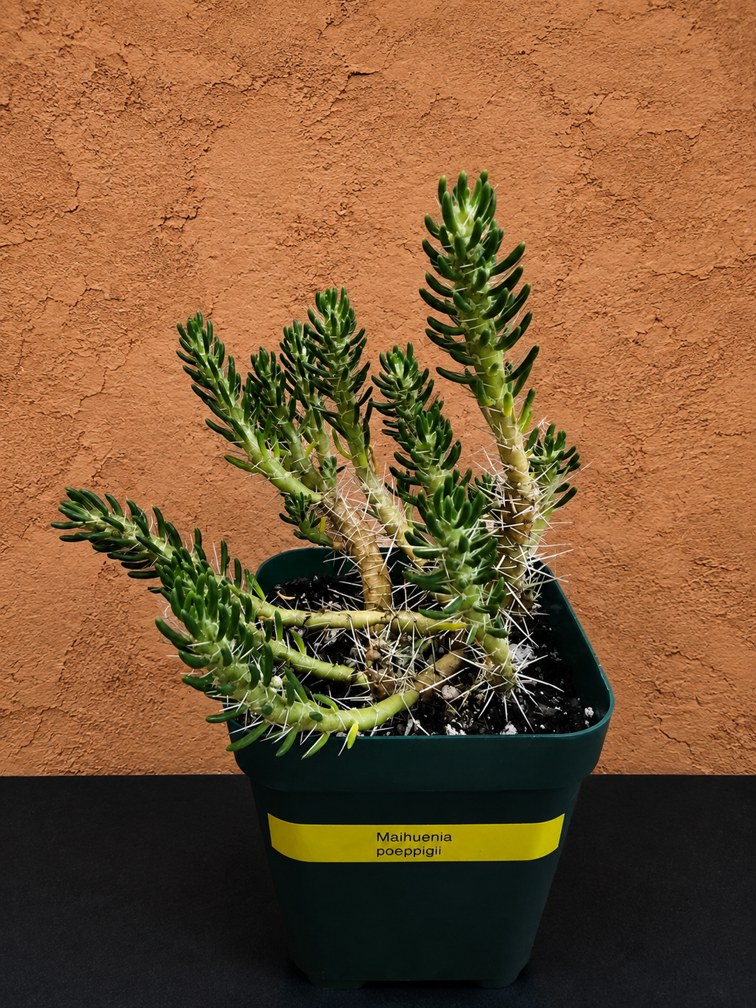 Maihueniopsis Poeppigii RARE Cactus Plant in 4" Pot