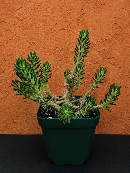 Maihueniopsis Poeppigii RARE Cactus Plant in 4" Pot