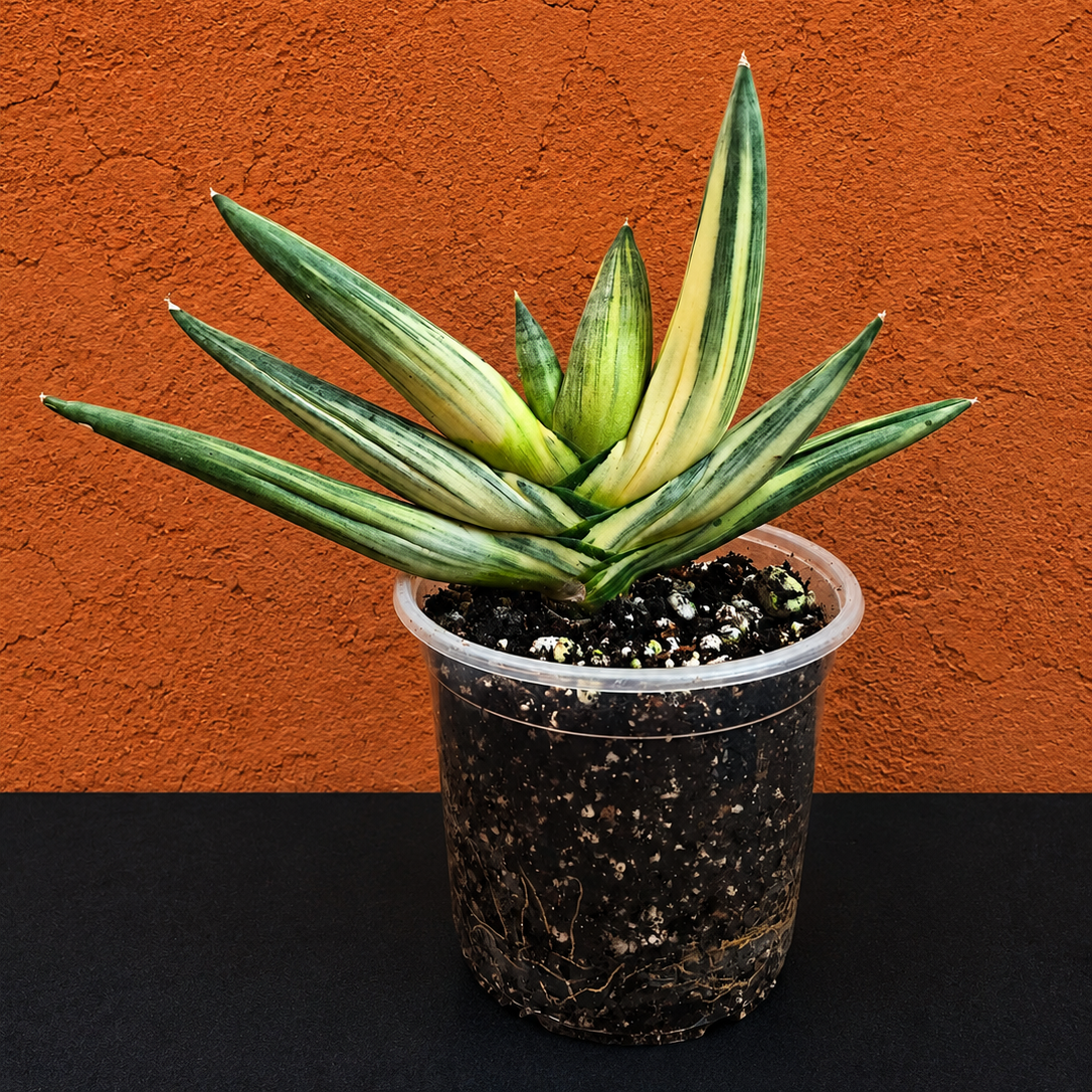 RARE Sansevieria Boncel Variegated Live Plant in 4" Pot LOCATED IN USA